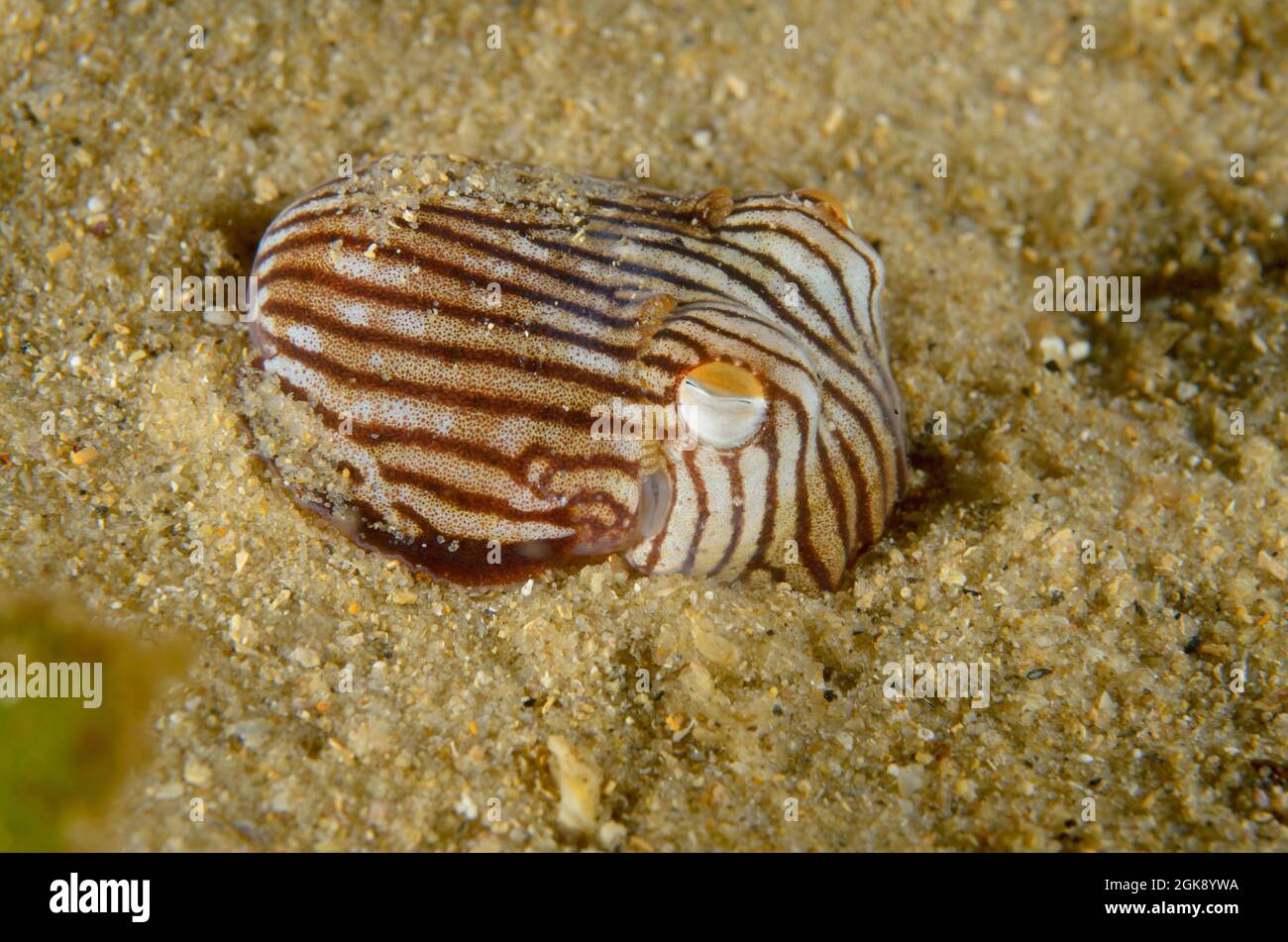 Striped Pyjama Squid, Sepioloidea lineolata, at Watsons Bay, New South Wales, Australia. Depth: 3.9m. Stock Photo