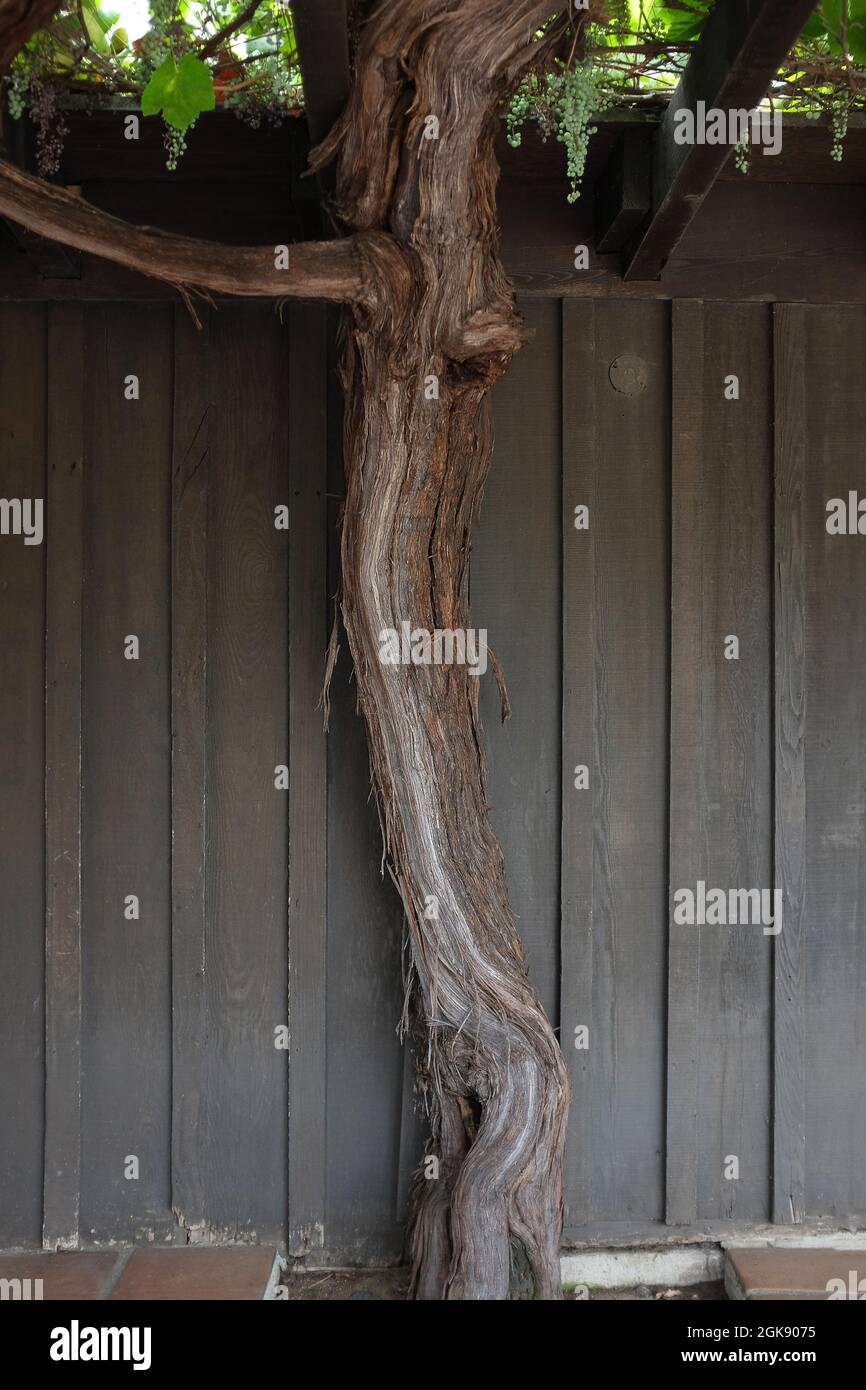 LOS ANGELES, CALIFORNIA - 18 AUG 2021: 100 year old grapevine trunk at ...