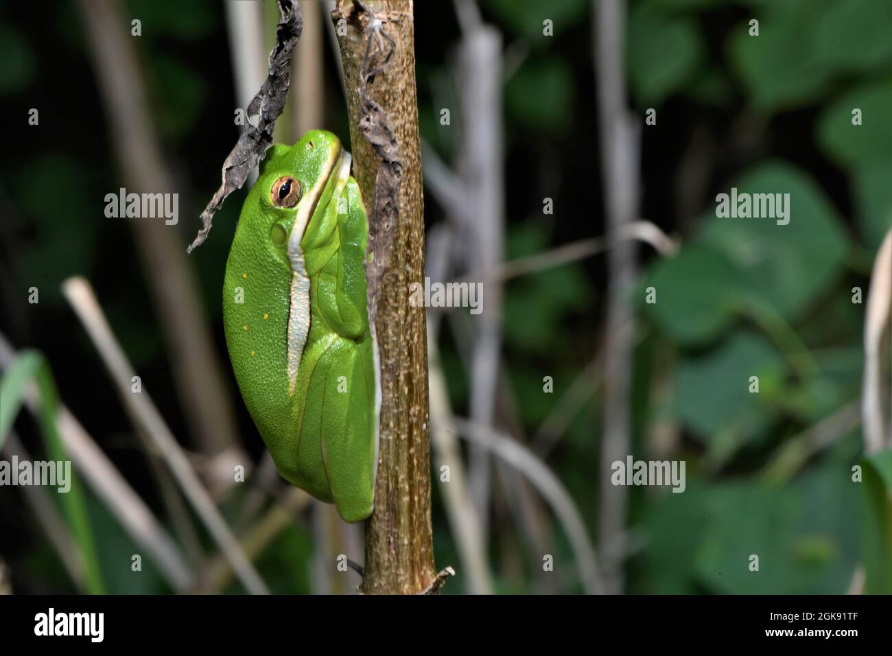 Little green tree frog. Stock Photo