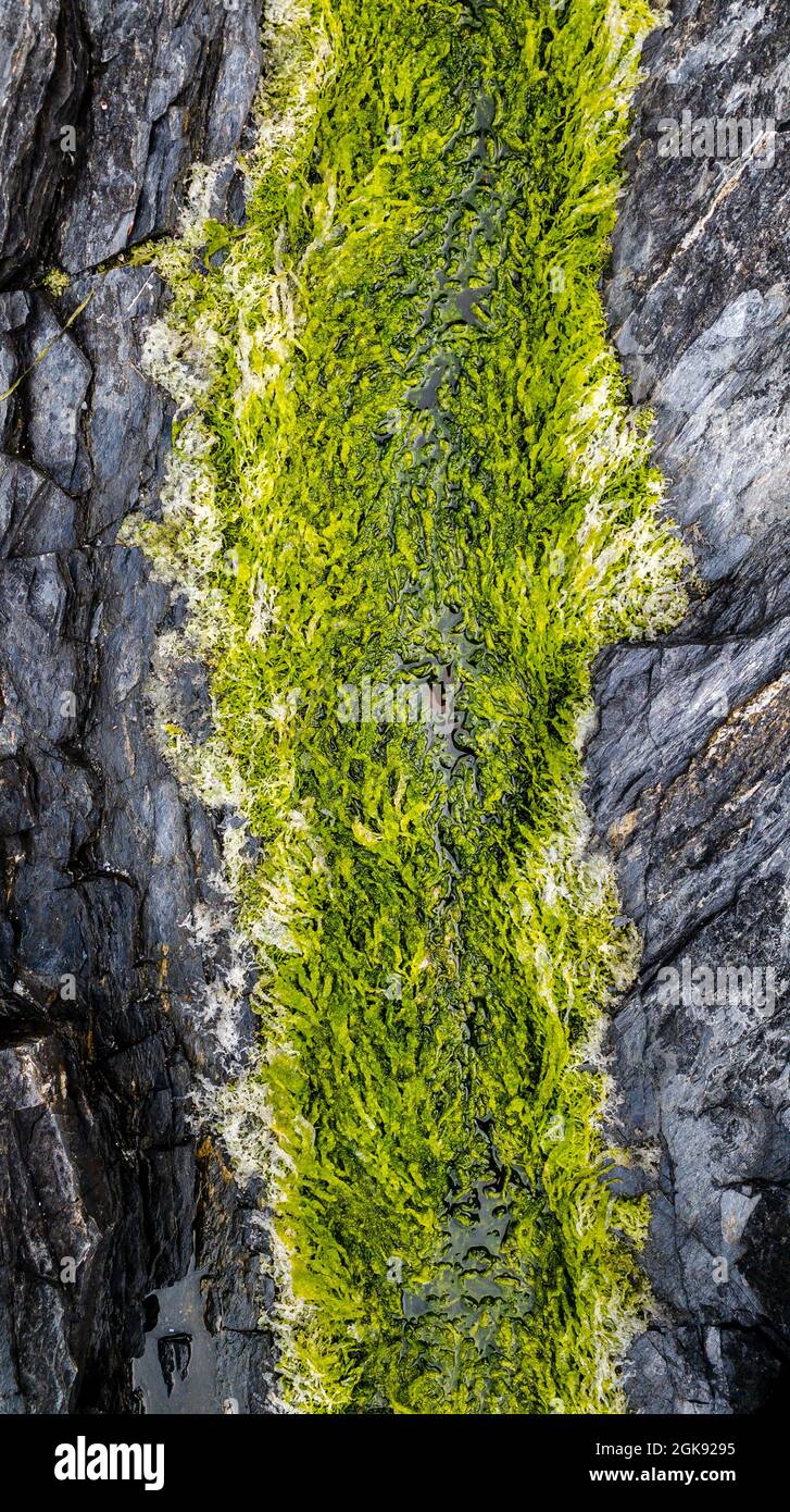 POV detail of Green String Lettuce seaweed growing between rocks at Juan de Fuca Provincial Park, Vancouver Island, BC, Canada. Stock Photo