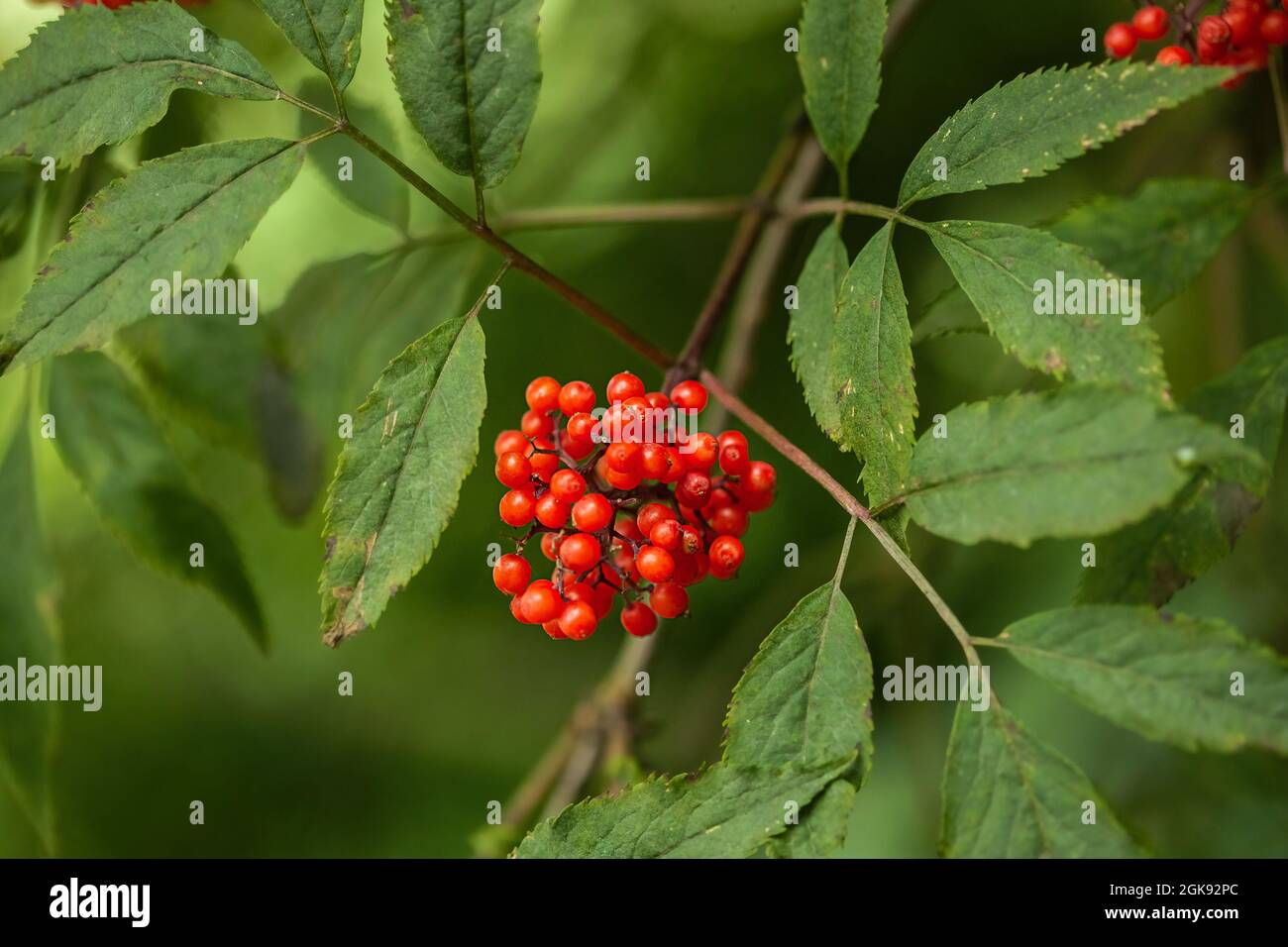Rowan Def Ripe red-orange rowan berries close-up growing in clusters on the ...