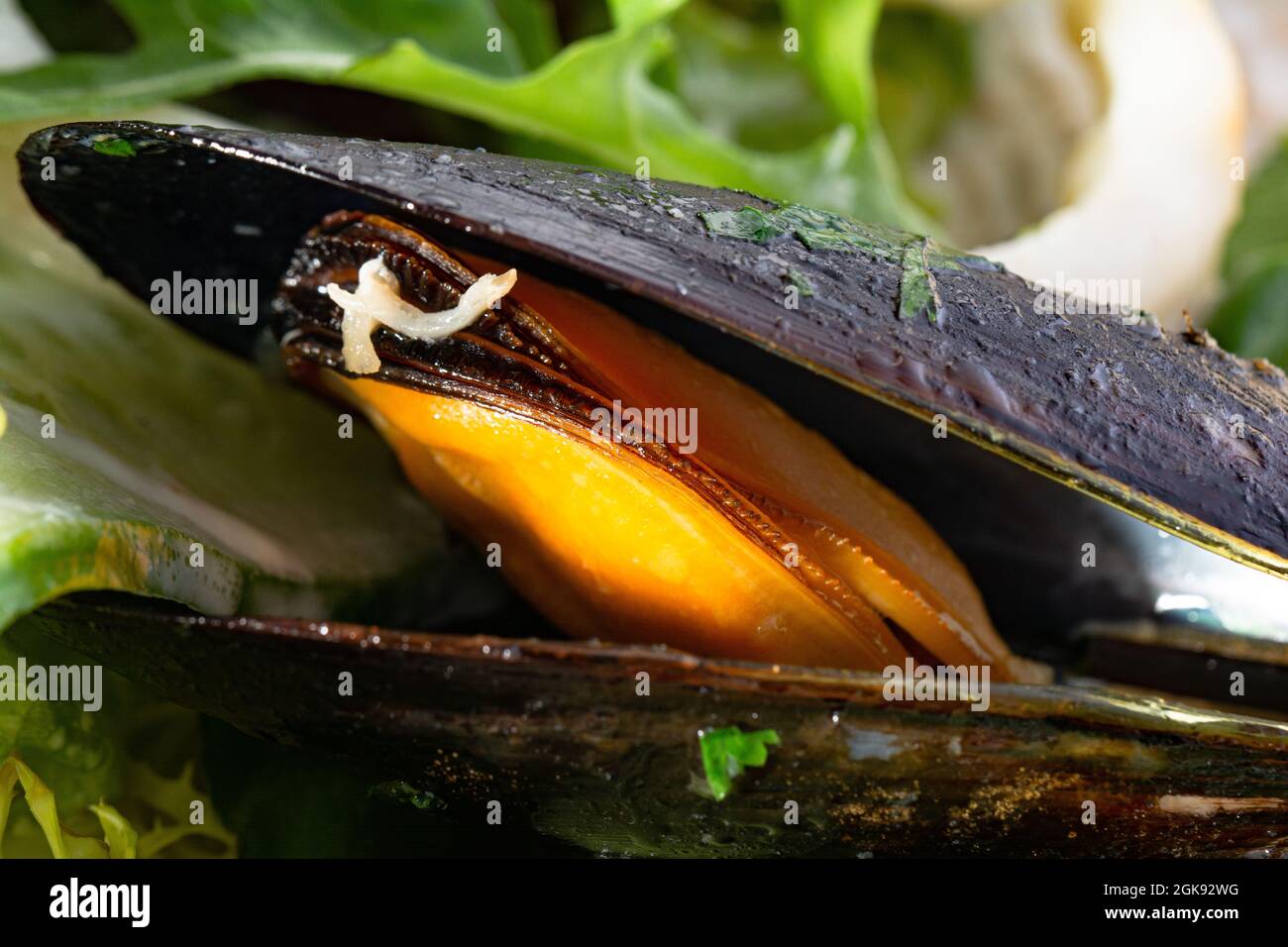 fresh mussels with herbs in a bowl with lemon Stock Photo