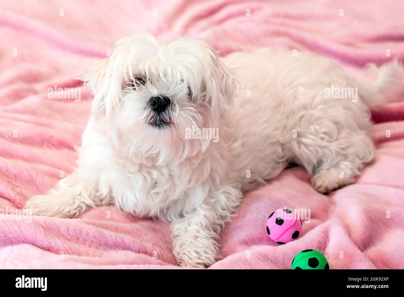 Cute white young maltese dog laying on the bed and playing with toy