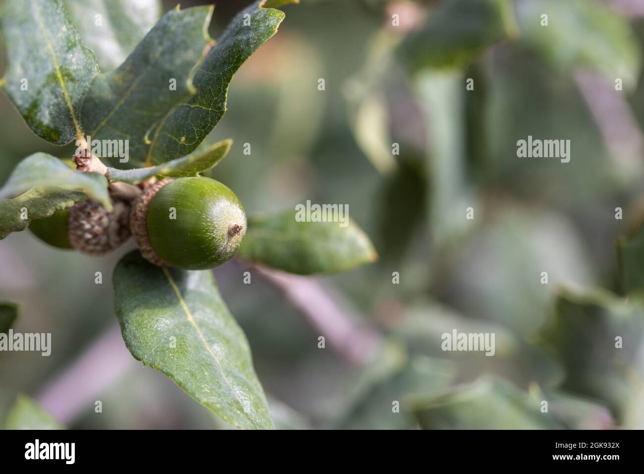 Green scrubby Oak tree leaves and acorn as a background Stock Photo