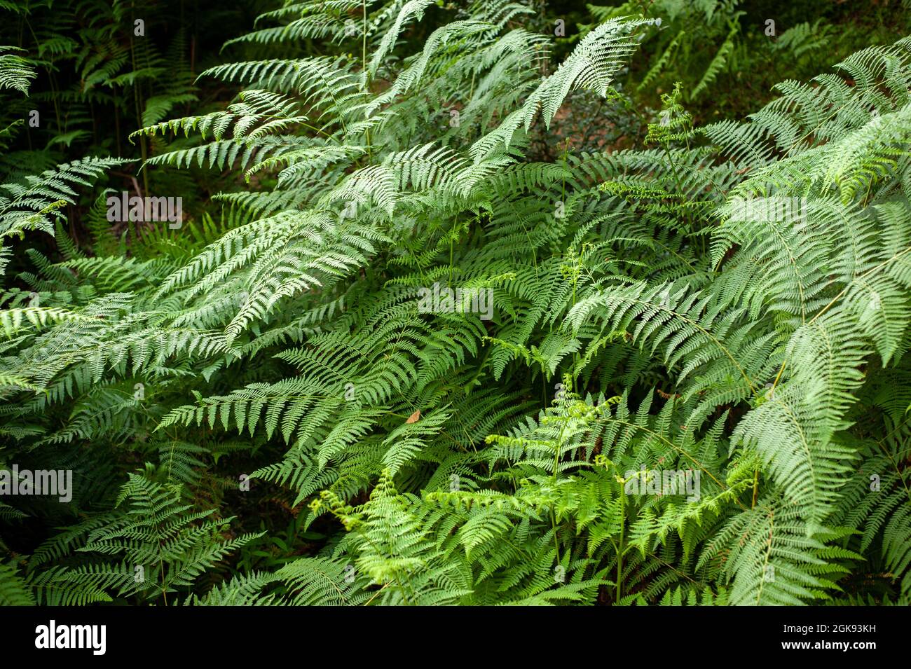Thelypteris palustris, fern in in nature, in iran, Glade and trail in the forest Stock Photo