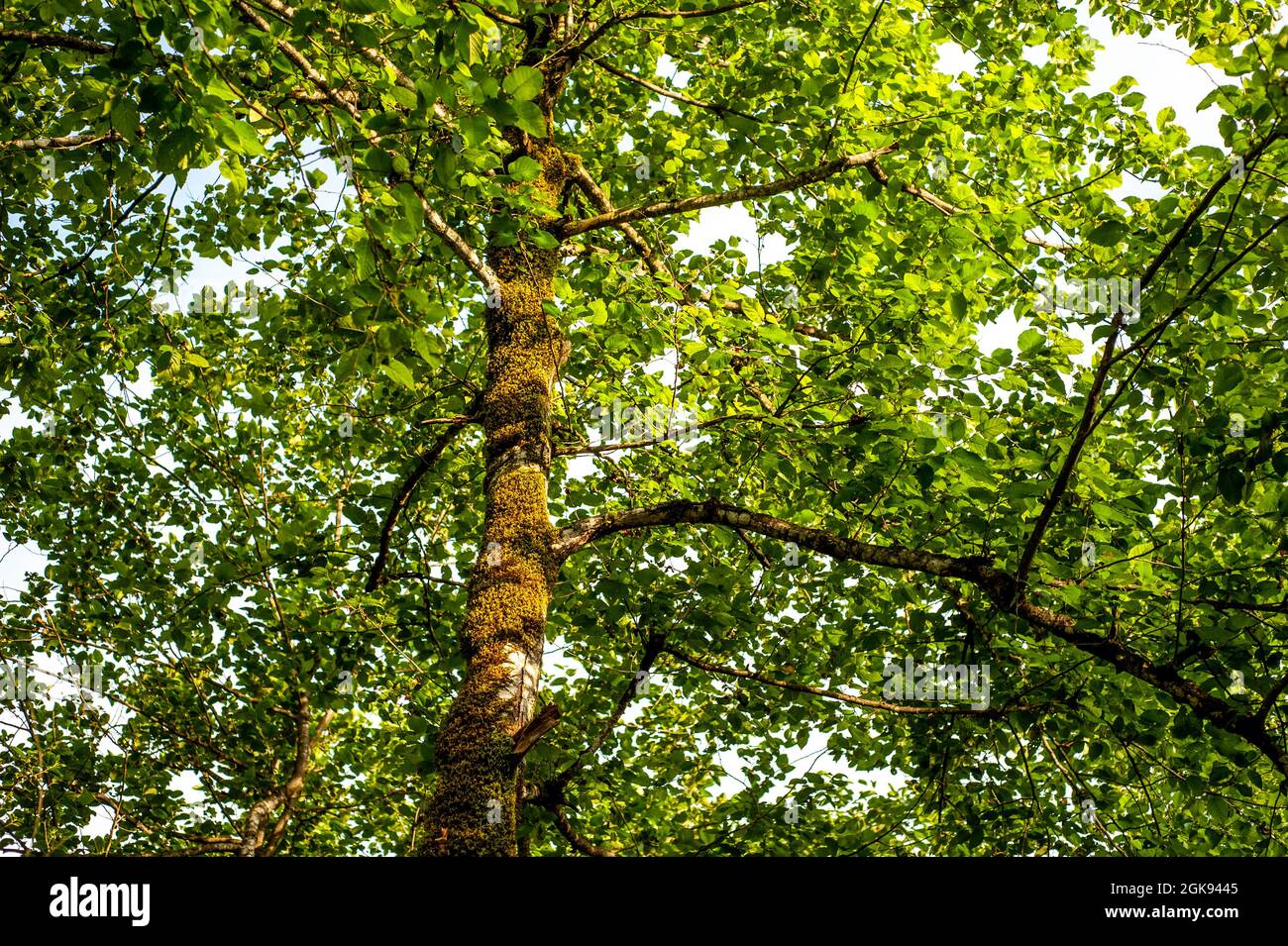 Very old beech tree hi-res stock photography and images - Alamy