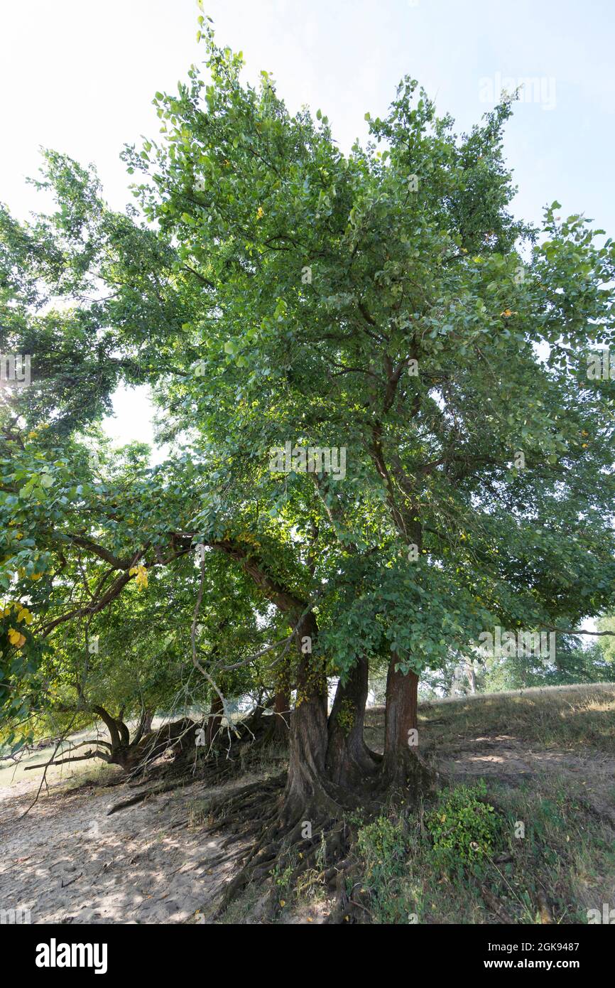 European elm, European White Elm, Fluttering Elm, Spreading Elm, Russian Elm (Ulmus laevis, Ulmus effusa), at the Elbtalauen, Germany, Stock Photo