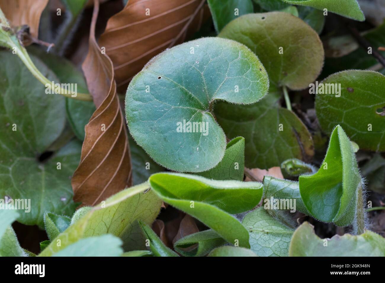 Asarabacca (Asarum europaeum), leaves, Germany Stock Photo