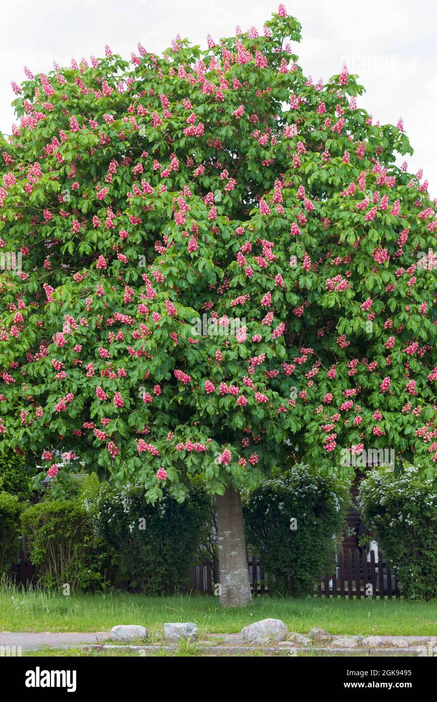 red horse chestnut, pink horse chestnut (Aesculus x carnea, Aesculus carnea), Blooming red horse chestnut, Germany Stock Photo