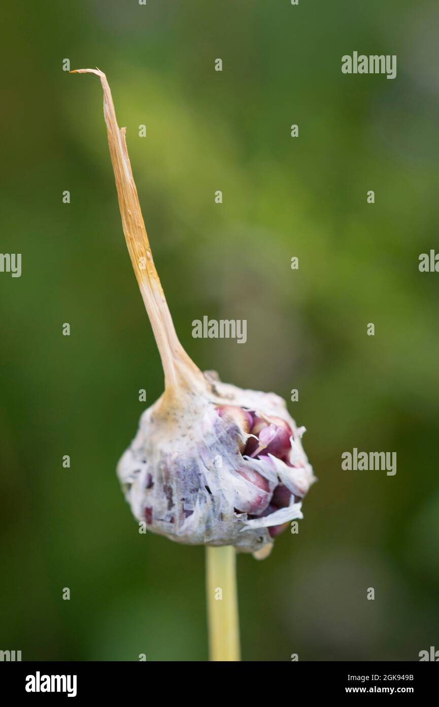 field garlic, crow garlic, wild onion (Allium vineale), inflorescence with bulbils, still covered with , Germany Stock Photo