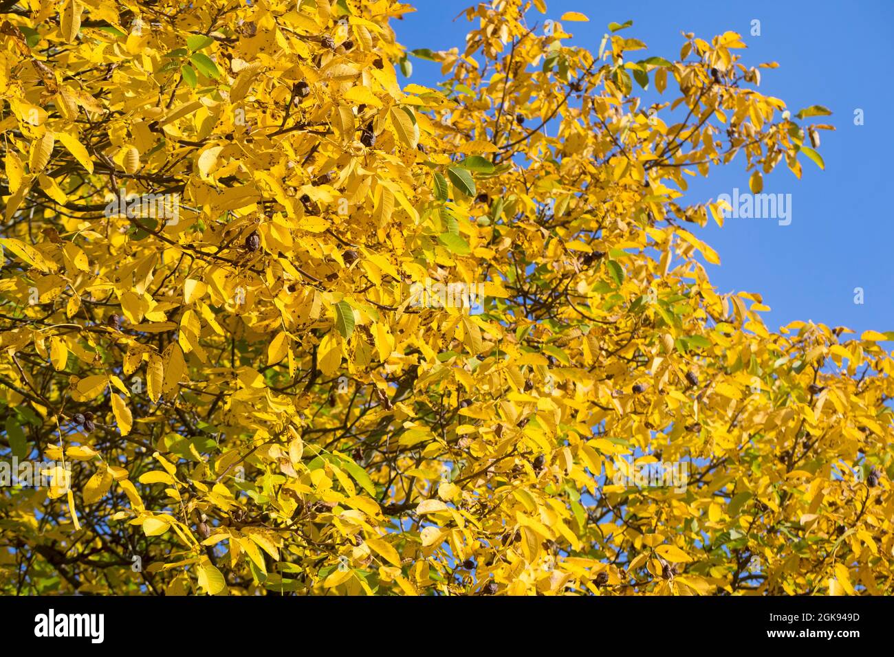 walnut (Juglans regia), with autumn colours, Germany Stock Photo