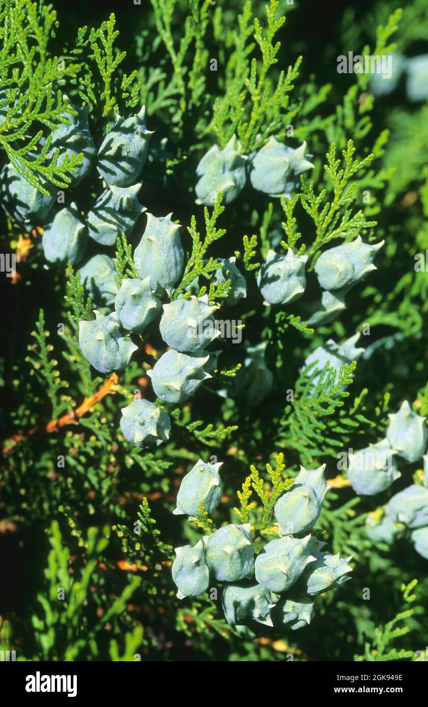 Chinese arbor vitae (Thuja orientalis, Platycladus orientalis, Biota orientalis, ), branch with cones Stock Photo