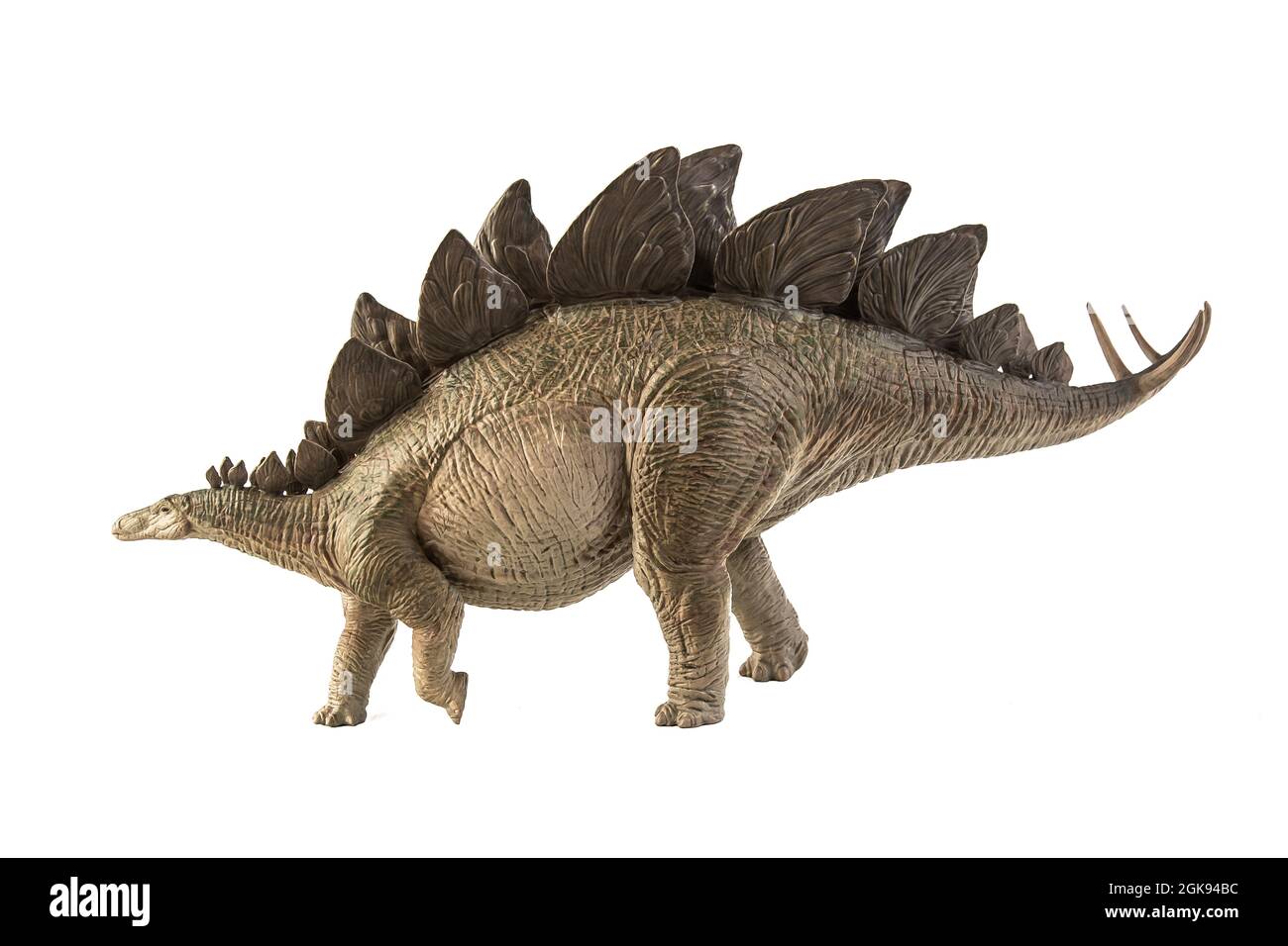 Stegosaurus Dinosaur on white background Stock Photo - Alamy