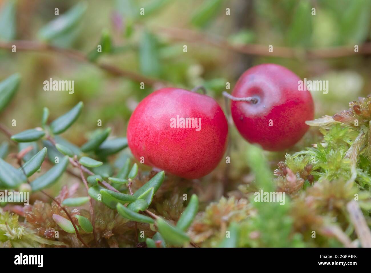 American cranberry, cultivated cranberry, large cranberry (Vaccinium macrocarpon), two berries on a twig, Germany, Bavaria Stock Photo