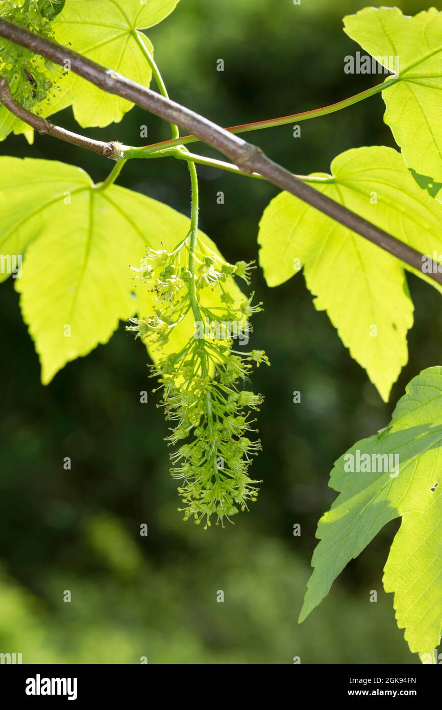Sycamore maples hires stock photography and images Alamy