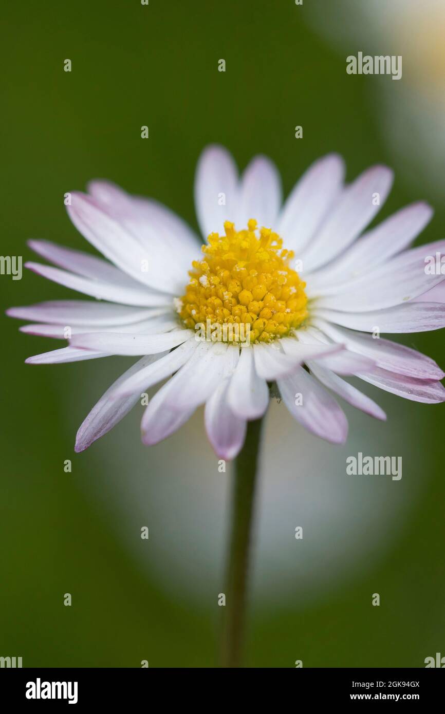 common daisy, lawn daisy, English daisy (Bellis perennis), Flower head, Germany Stock Photo