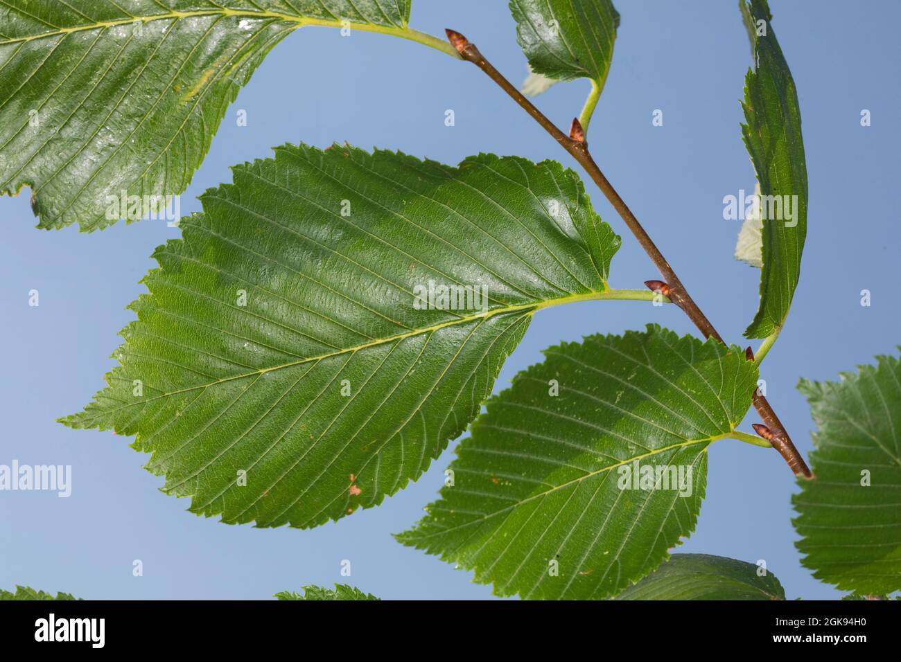 European elm, European White Elm, Fluttering Elm, Spreading Elm, Russian Elm (Ulmus laevis, Ulmus effusa), Twig with leaves, Germany Stock Photo