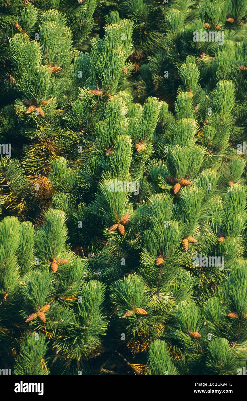 European black pine, Austrian pine, Black Pine, Corsican Pine (Pinus nigra), Twigs with cones Stock Photo