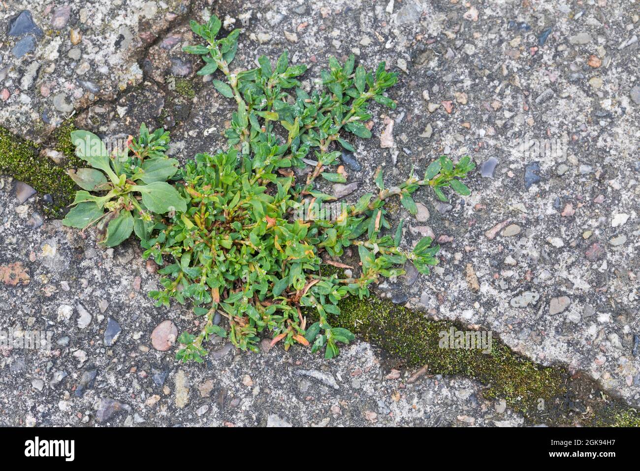 Small-leaved knotgrass, Oval-leaf knotweed (Polygonum arenastrum, Polygonum aviculare ssp. arenastrum), on a pavement with plantain, Plantago major, Stock Photo