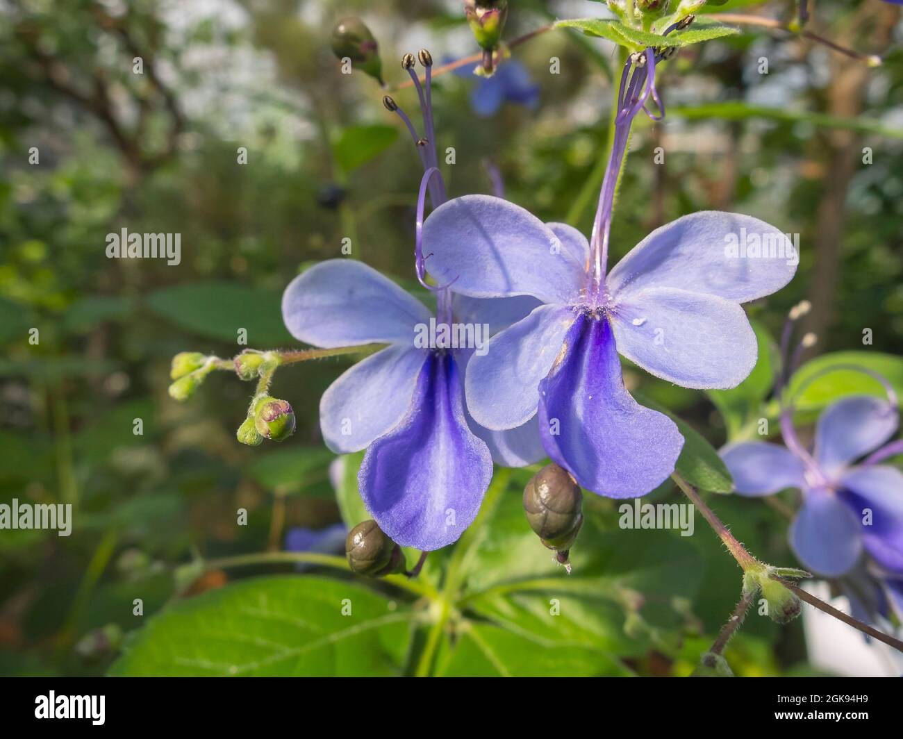 blue butterfly bush (Clerodendrum ugandense), Blooming Stock Photo