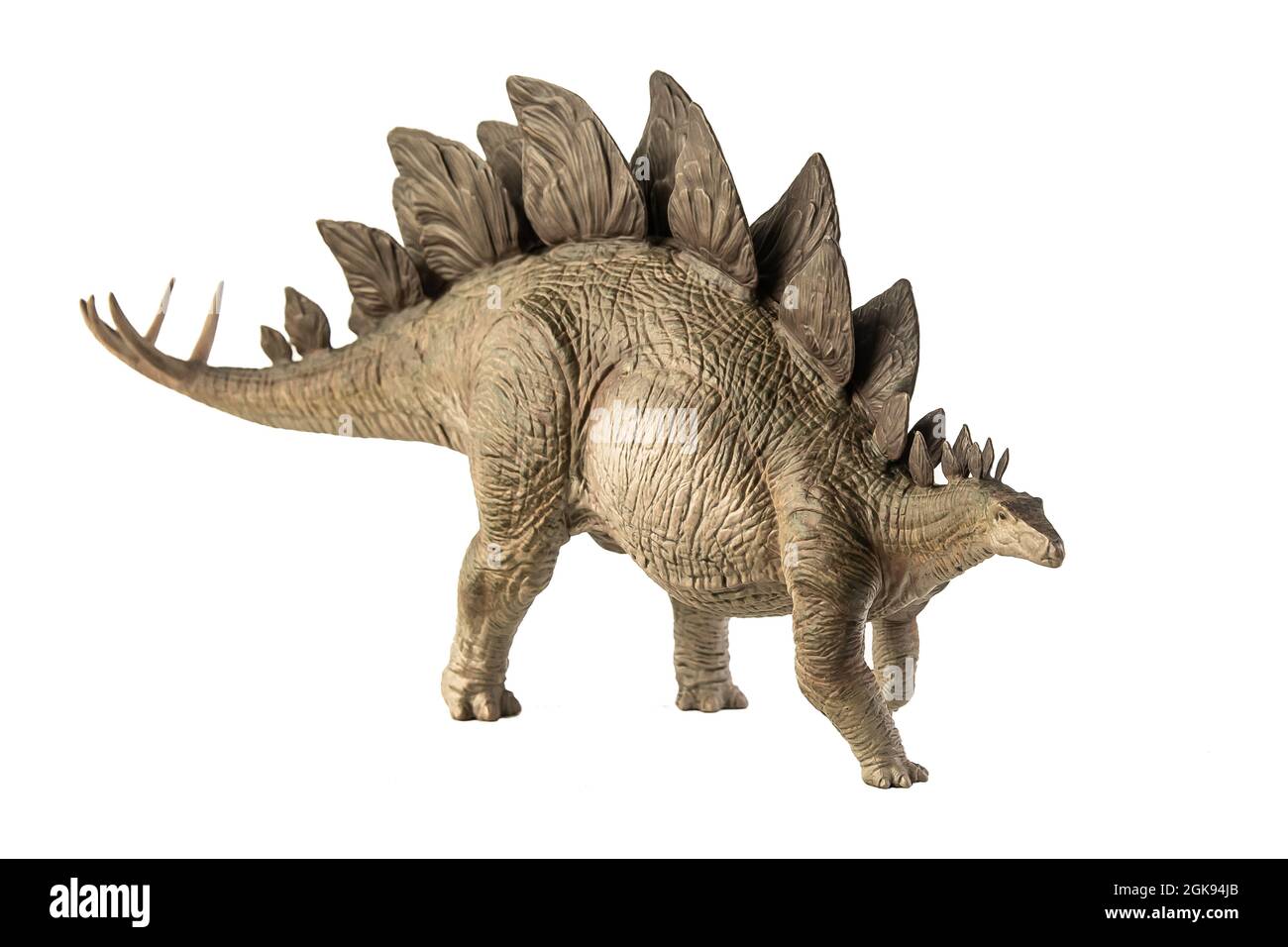 Stegosaurus Dinosaur on white background Stock Photo - Alamy