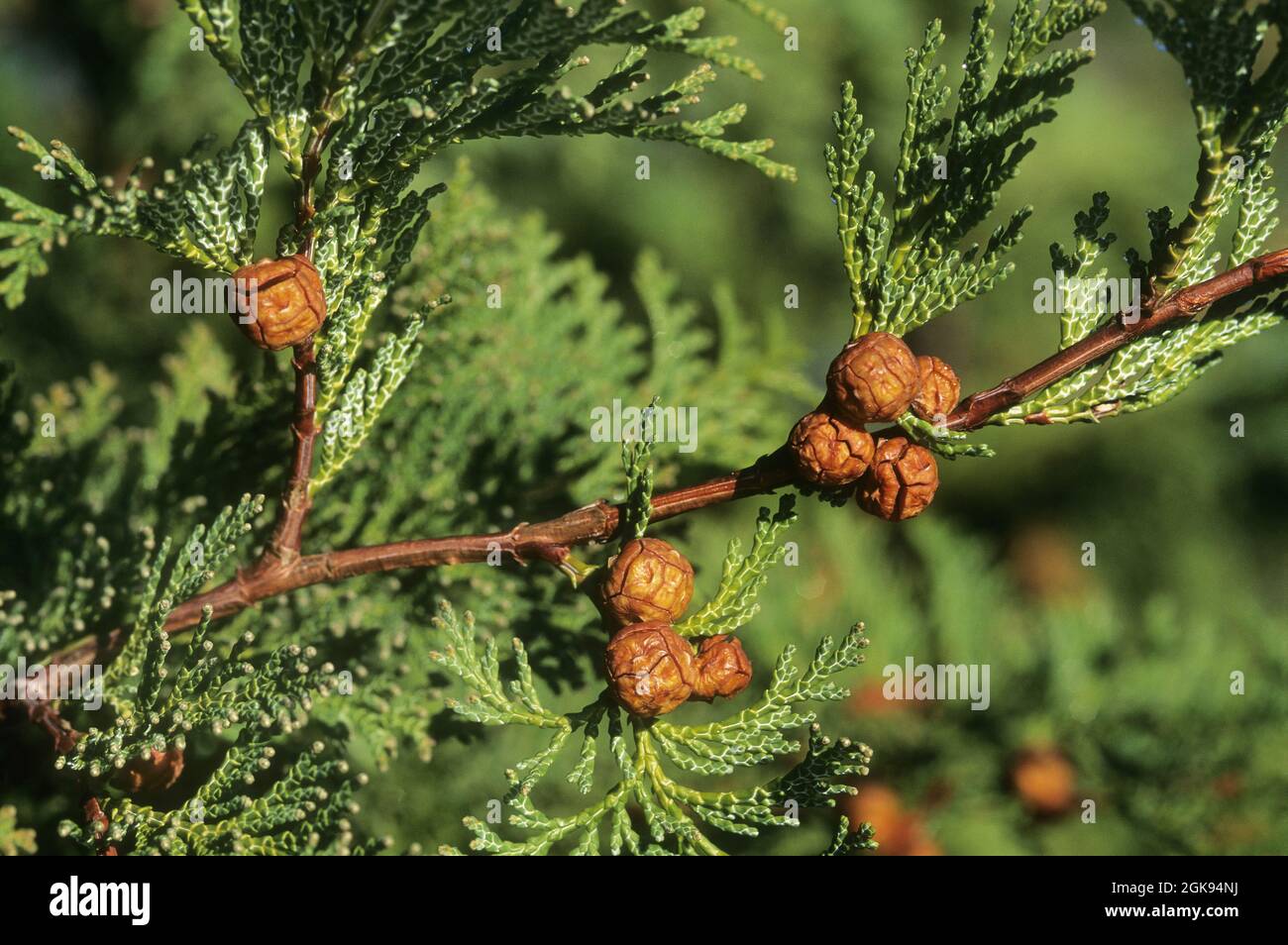 Japanese cypress, Hinoki cypress, Hinoki (Chamaecyparis obtusa), branche with cones Stock Photo