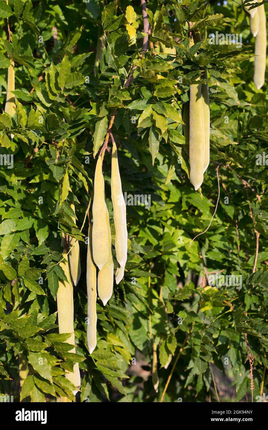 Chinese wisteria (Wisteria sinensis), fruits, Germany Stock Photo - Alamy