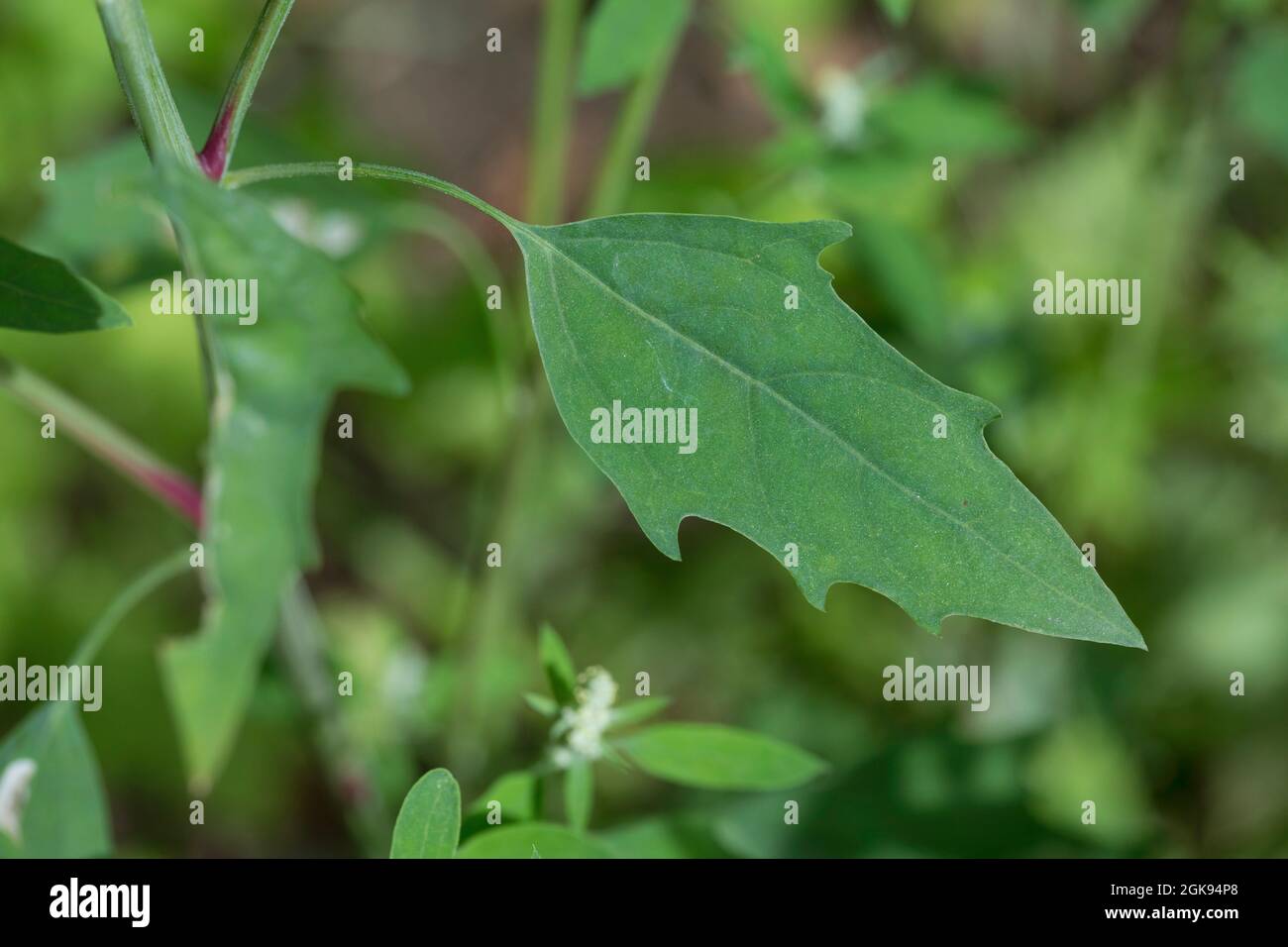 lamb's quarters, lambsquarters, pigweed, fathen (Chenopodium album