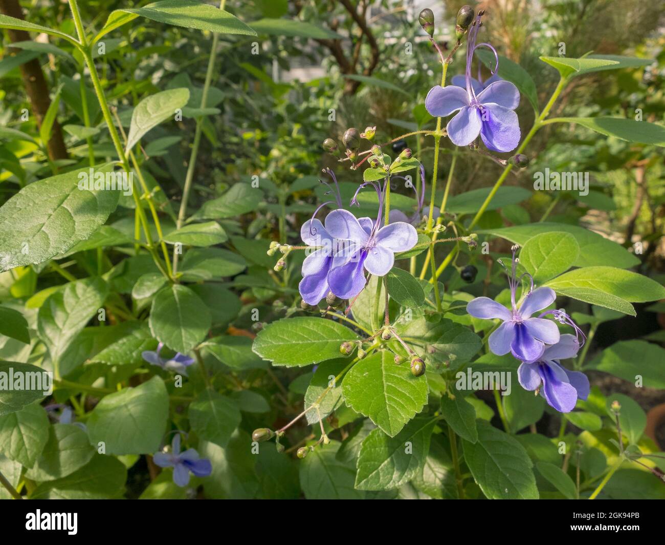 blue butterfly bush (Clerodendrum ugandense), Blooming Stock Photo