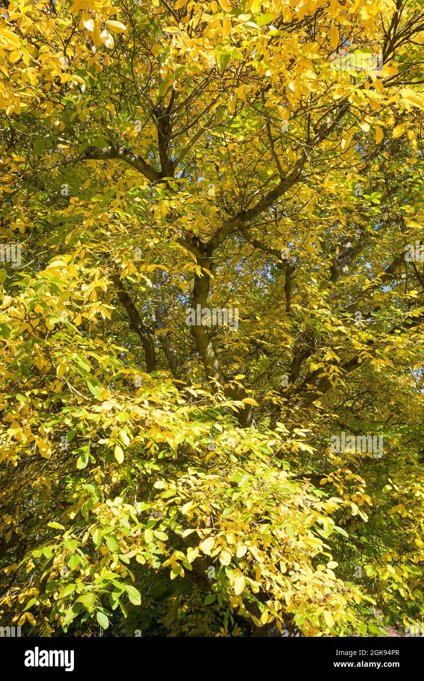 walnut (Juglans regia), with autumn colours, Germany Stock Photo