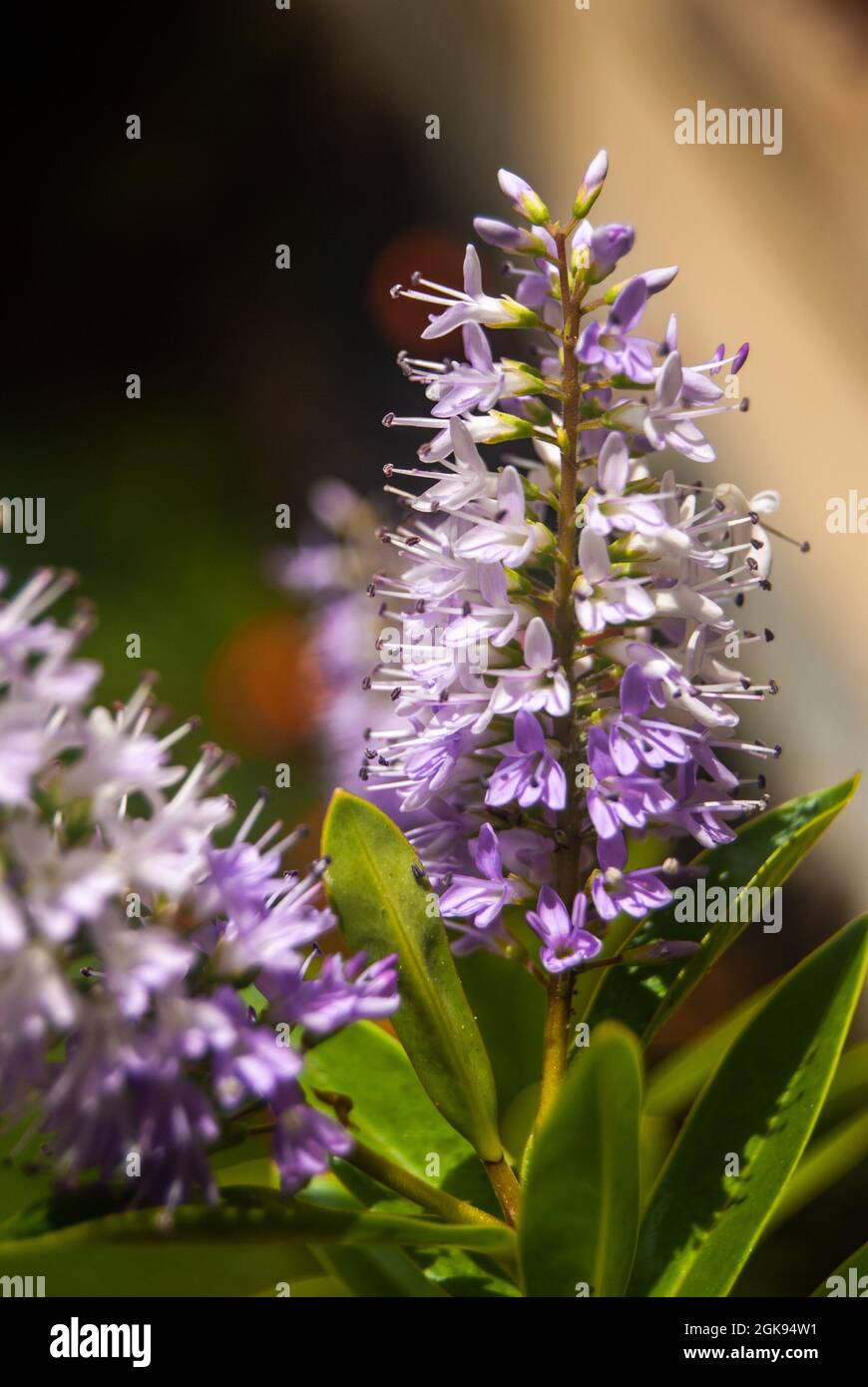 Close up of blooming Hebe lilac flowers Hebe andersonii Stock Photo