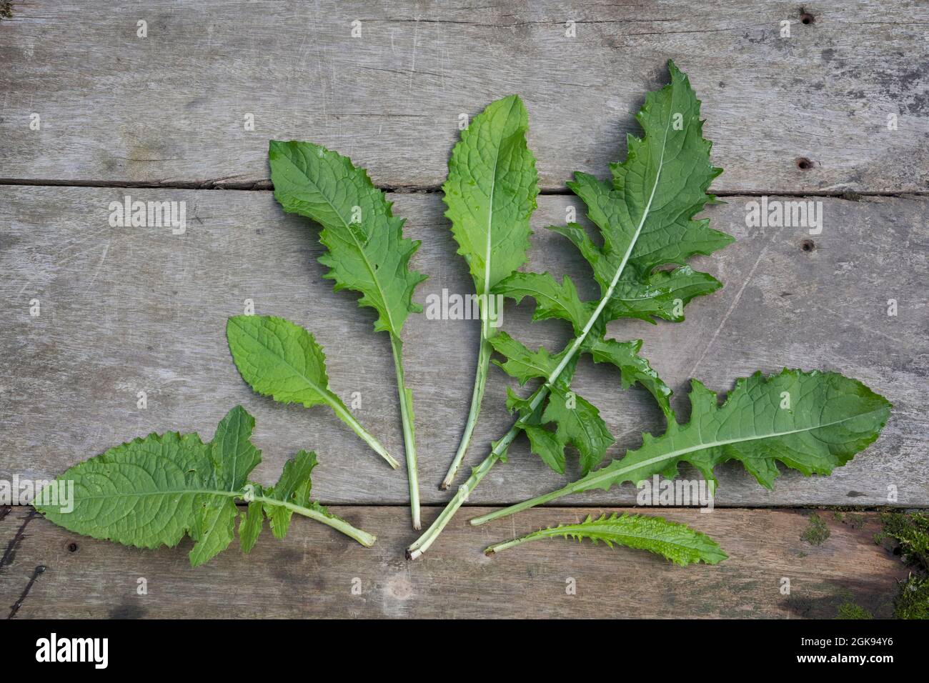 cabbage thistle (Cirsium oleraceum), differnet leaf shapes of  a cabbage thistle, Germany Stock Photo