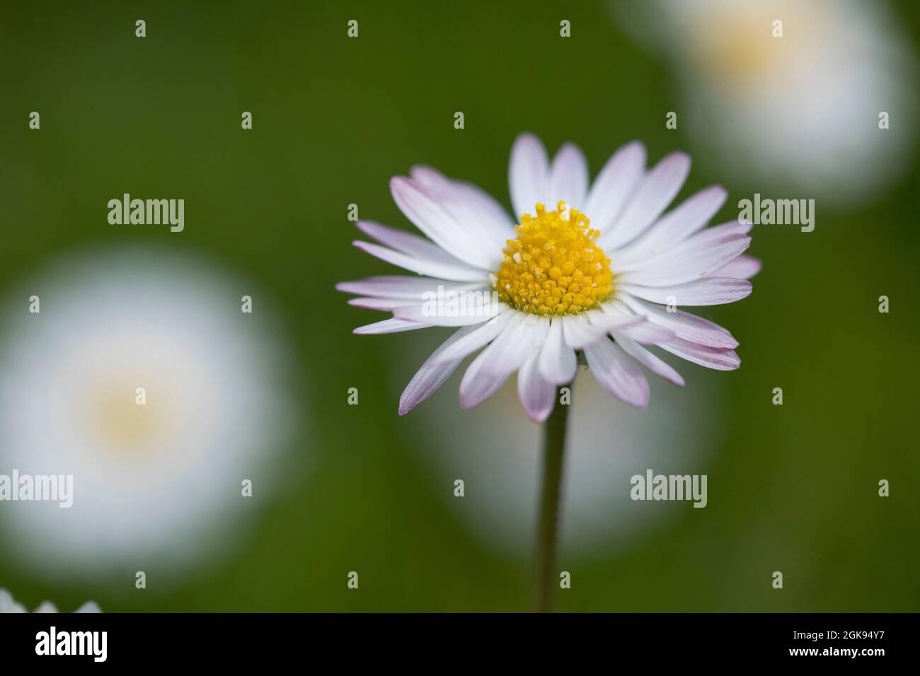common daisy, lawn daisy, English daisy (Bellis perennis), Flower head, Germany Stock Photo