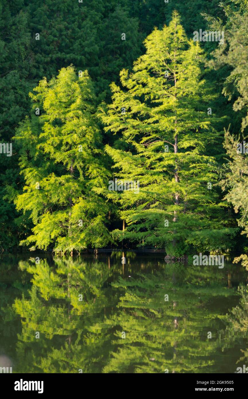 baldcypress, bald-cypress, southern cypress, tidewater cypress, red cypress, swamp cypress (Taxodium distichum), on shore with mirror image, Germany, Stock Photo