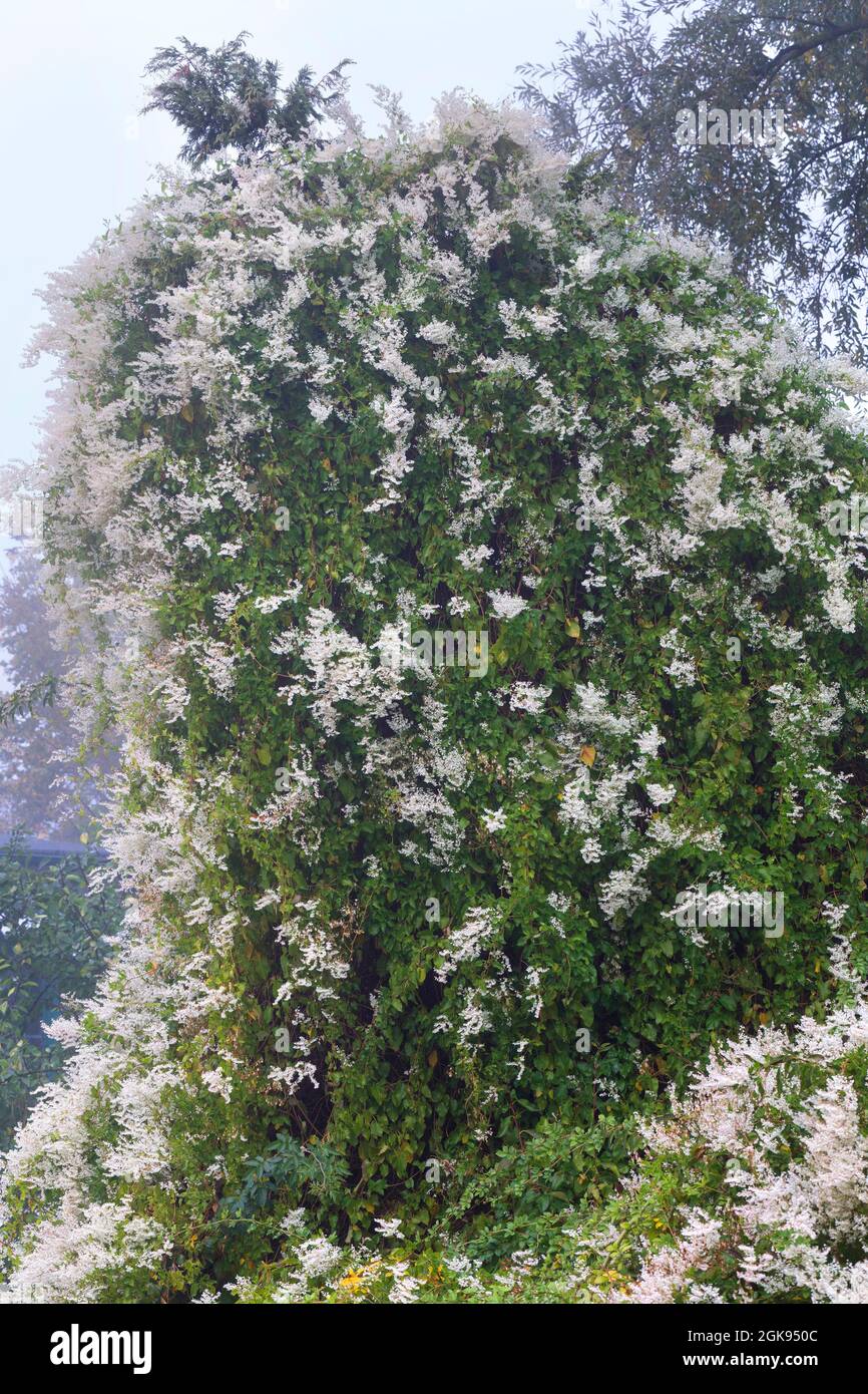 Russian-vine, Bukhara fleeceflower, Chinese fleecevine, mile-a-minute,  silver lace vine (Fallopia baldschuanica, Fallopia aubertii, Polygonum  Stock Photo - Alamy