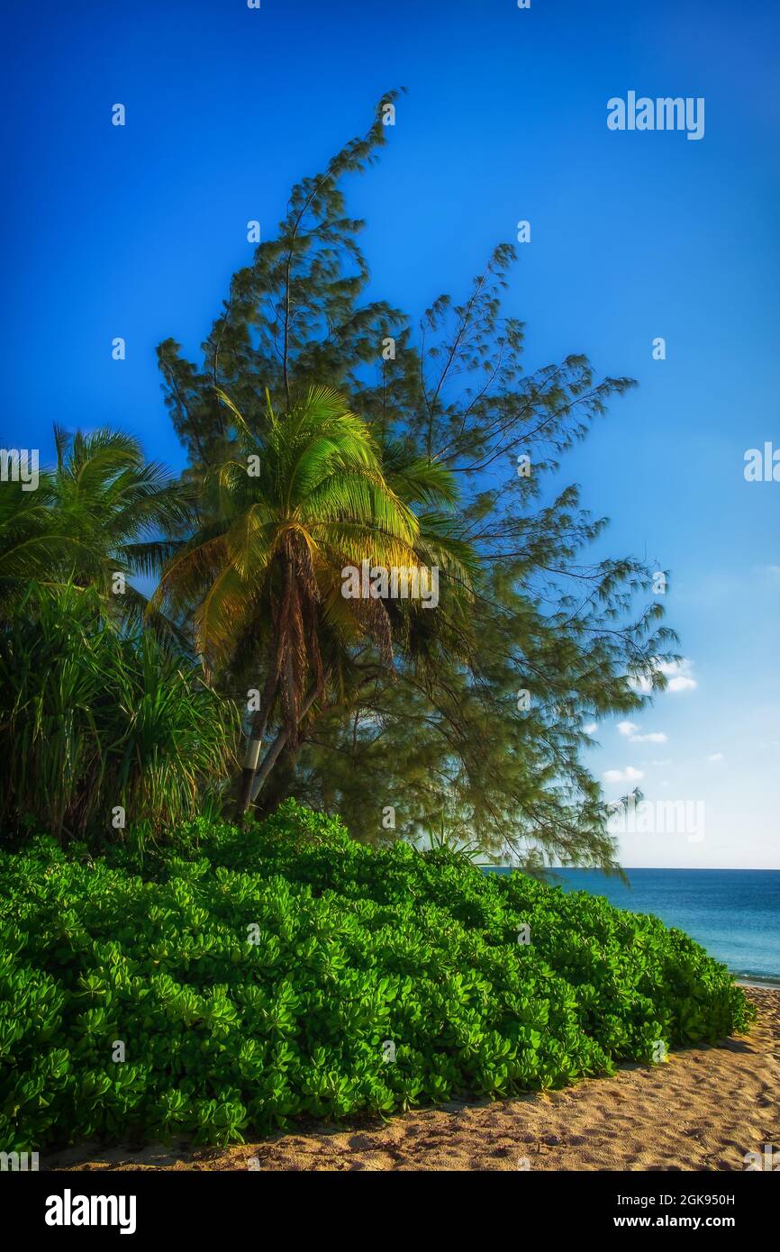 Vegetation on Seven Mile Beach in the Caribbean, Grand Cayman, Cayman Islands Stock Photo