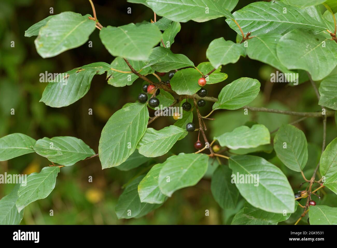alder buckthorn, glossy buckthorn (Frangula alnus, Rhamnus frangula), Leaves and fruits, Germany Stock Photo