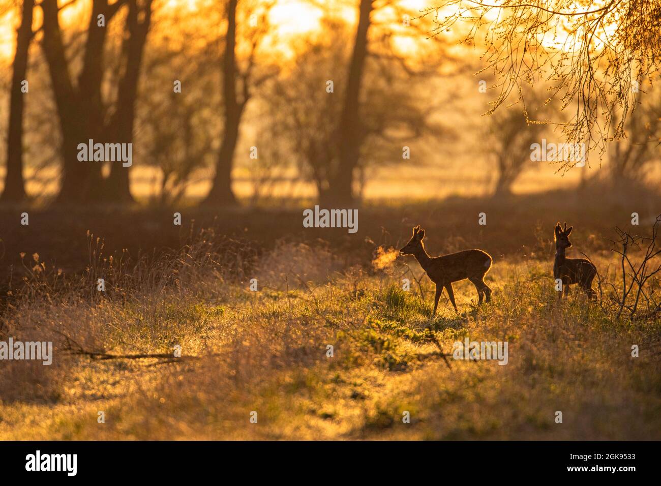 roe deer (Capreolus capreolus), Two bucks in forest in backlight, Germany, Bavaria Stock Photo