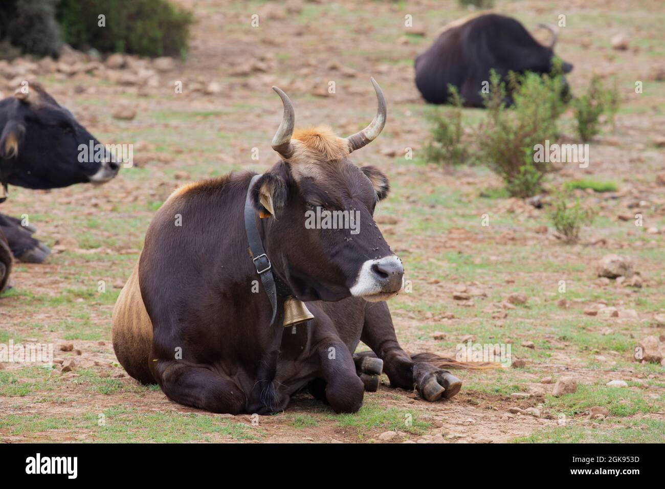 domestic cattle (Bos primigenius f. taurus), Dozing cow with cowbell lying on the ground, Italy, Sardegna, Baunei Stock Photo