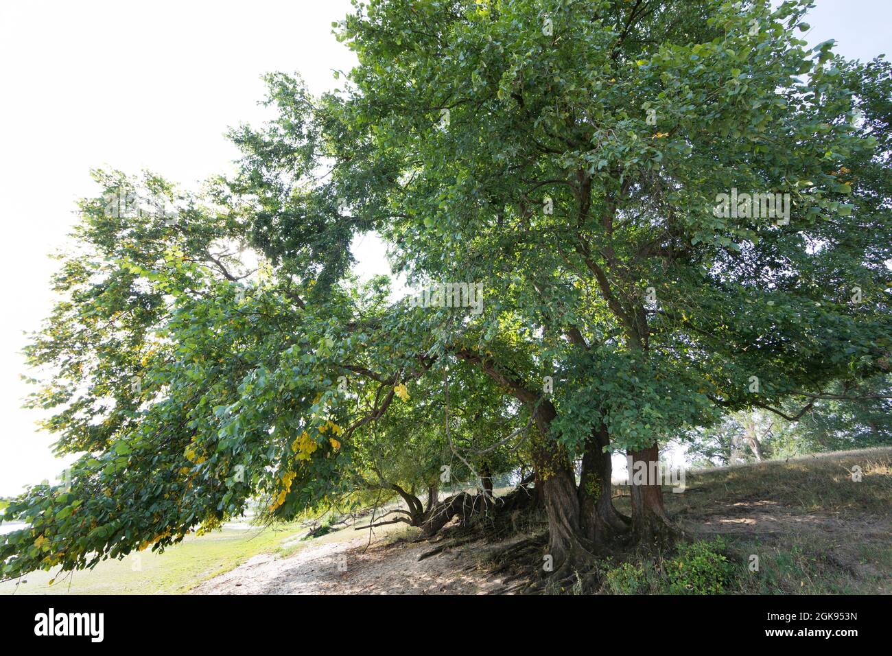 European elm, European White Elm, Fluttering Elm, Spreading Elm, Russian Elm (Ulmus laevis, Ulmus effusa), at the Elbtalauen, Germany, Stock Photo