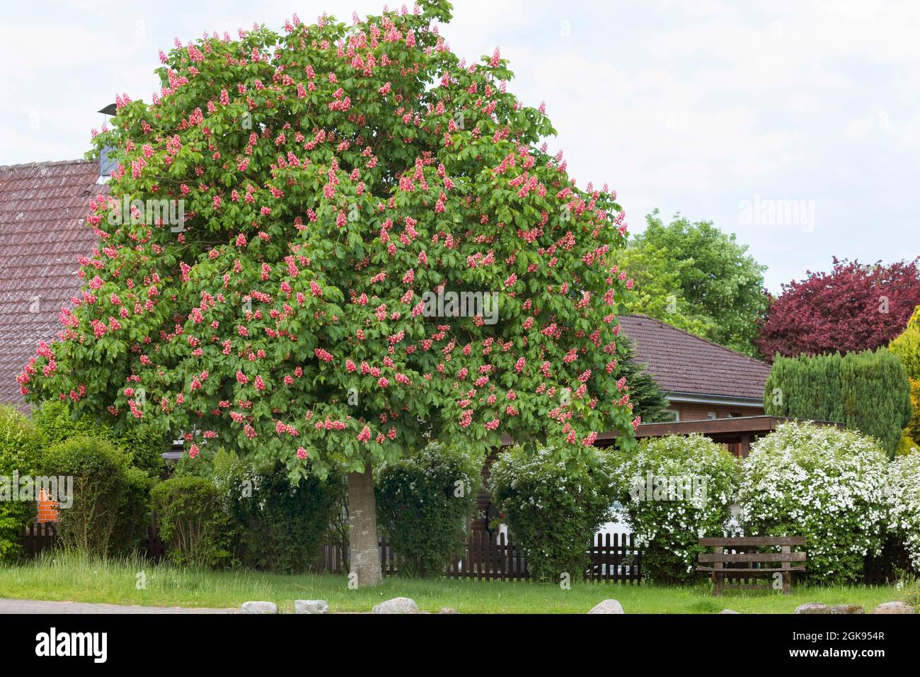 red horse chestnut, pink horse chestnut (Aesculus x carnea, Aesculus carnea), Blooming red horse chestnut, Germany Stock Photo