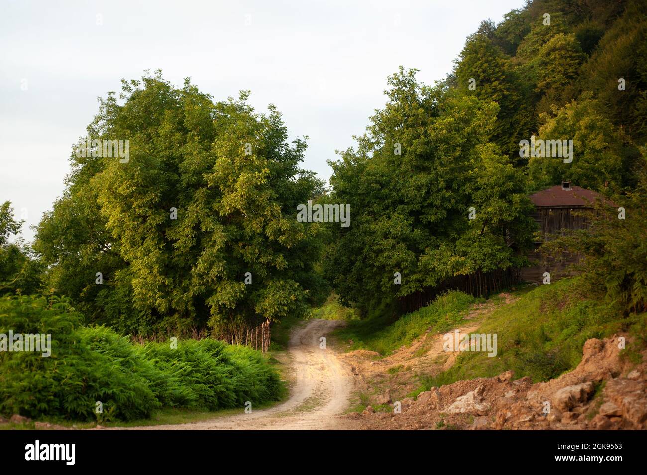 the view of countryside dirt road with alder trees in gilan province, Iran Stock Photo