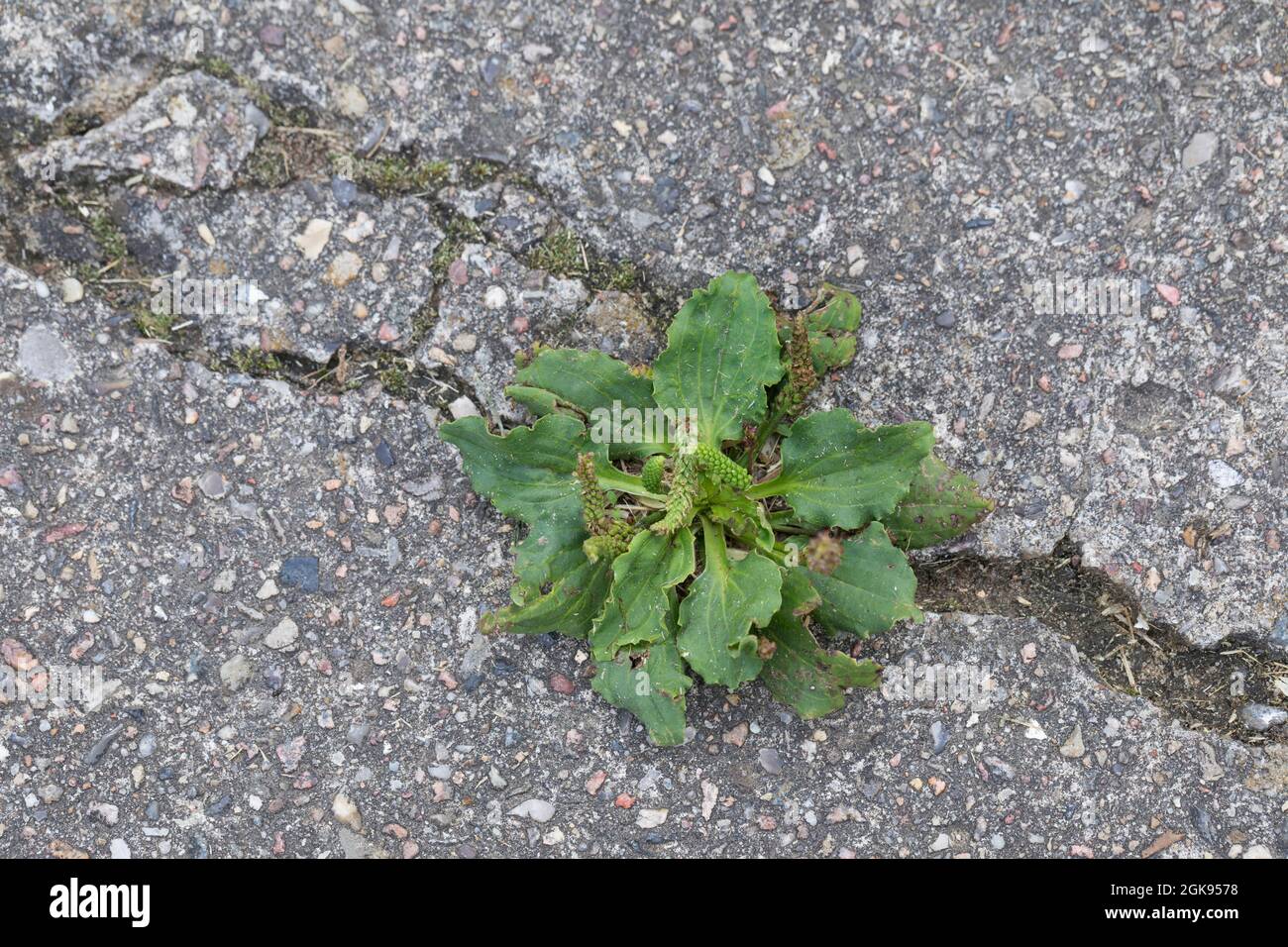 common plantain, great plantain, broadleaf plantain, nipple-seed plantain (Plantago major), on a pavement, Germany Stock Photo