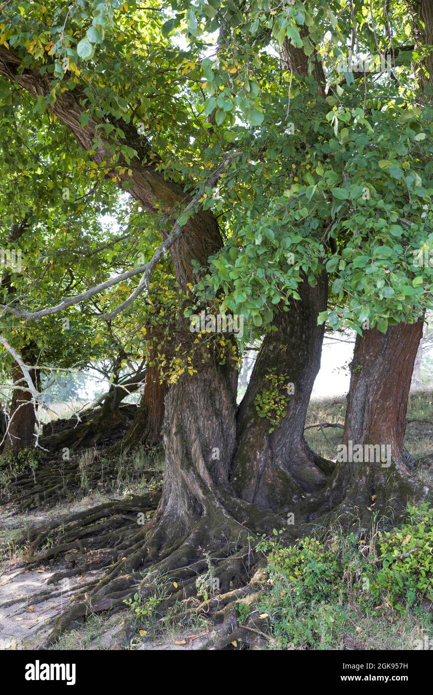 European elm, European White Elm, Fluttering Elm, Spreading Elm, Russian Elm (Ulmus laevis, Ulmus effusa), at the Elbtalauen, Germany, Stock Photo