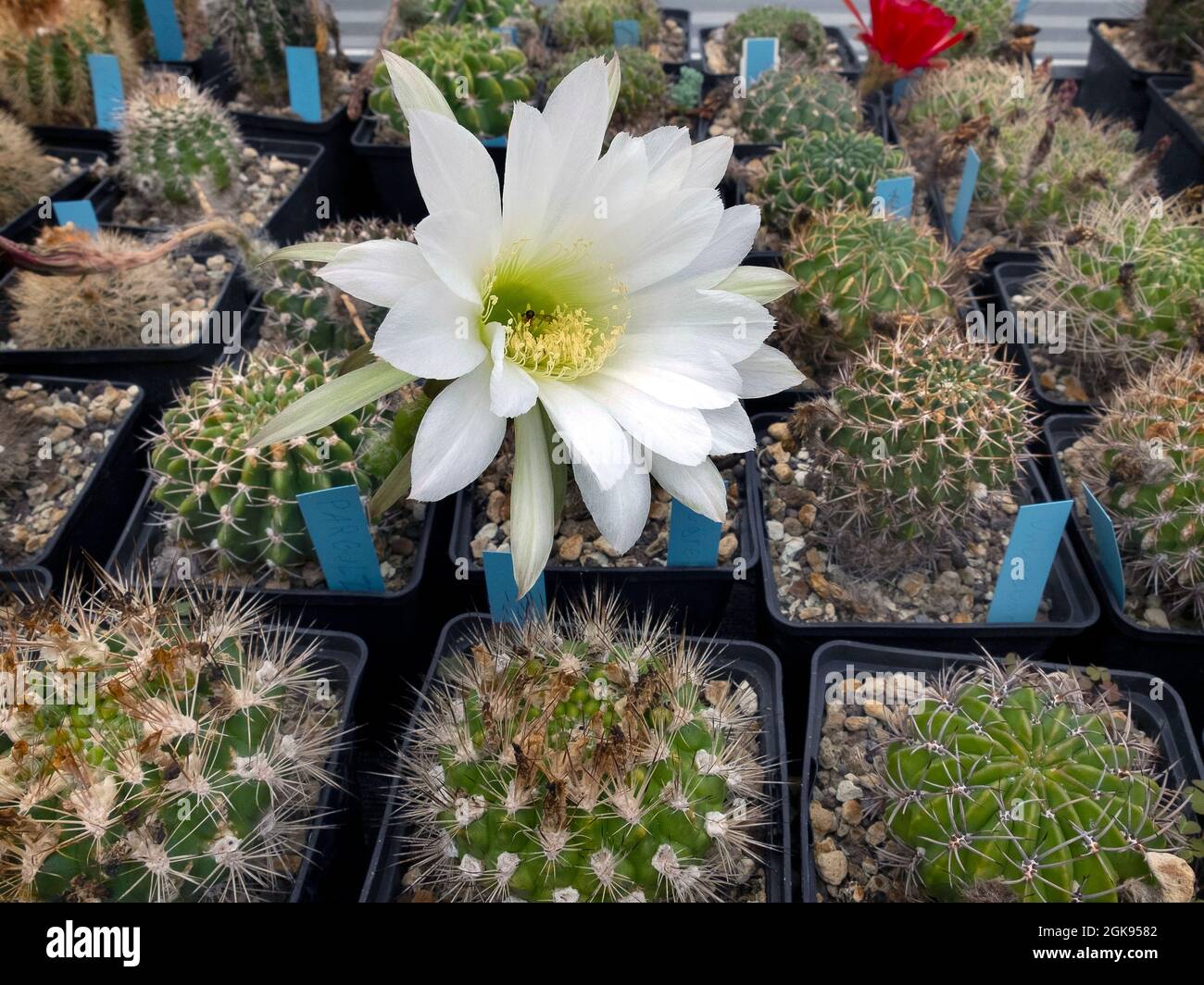 Cultivation of cactusses in a greenhouse of the Botanical Garden, Germany, Hamburg-Flottbek Stock Photo