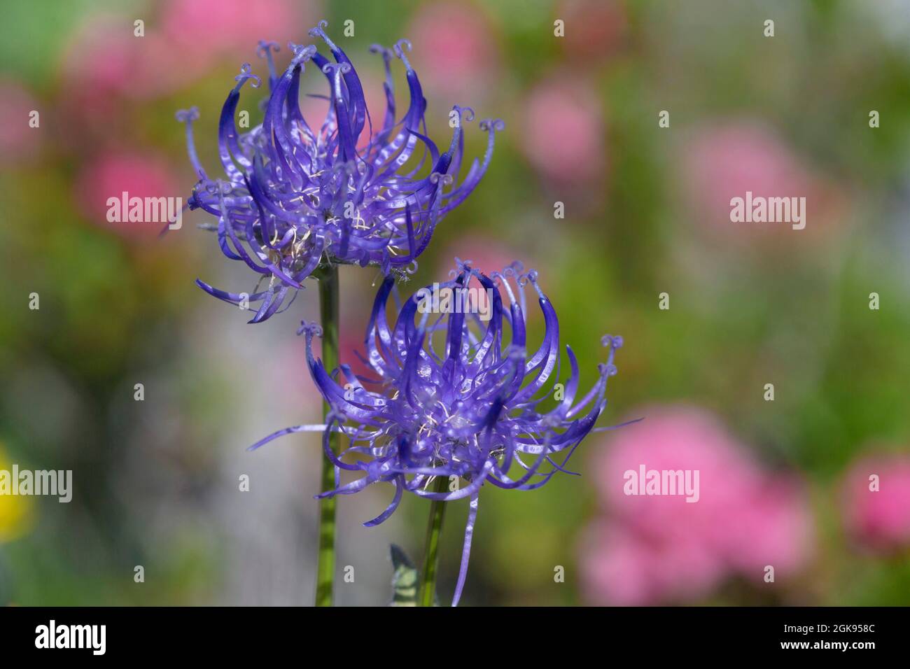 Round-headed rampion, Round headed rampion, Pride of Sussex (Phyteuma orbiculare), Two flowerheads, Germany, Bavaria Stock Photo
