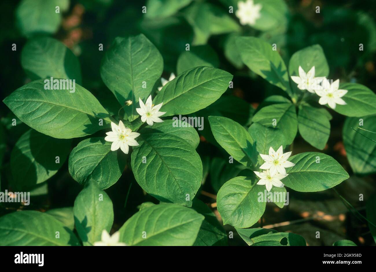 chickweed wintergreen (Trientalis europaea), blooming, Germany Stock Photo