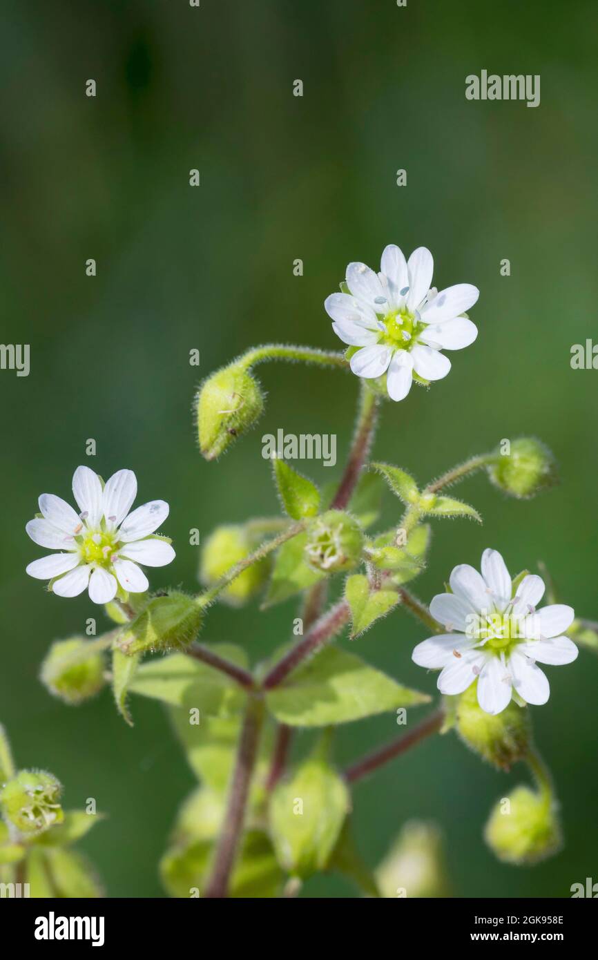 water chickweed, water starwort, giant-chickweed (Myosoton aquaticum, Stellaria aquatica), Blooming, Germany Stock Photo