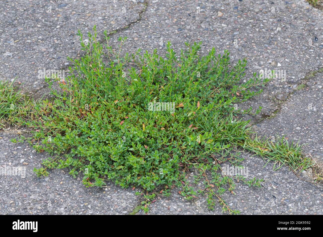 Small-leaved knotgrass, Oval-leaf knotweed (Polygonum arenastrum, Polygonum aviculare ssp. arenastrum), on a pavement, Germany Stock Photo