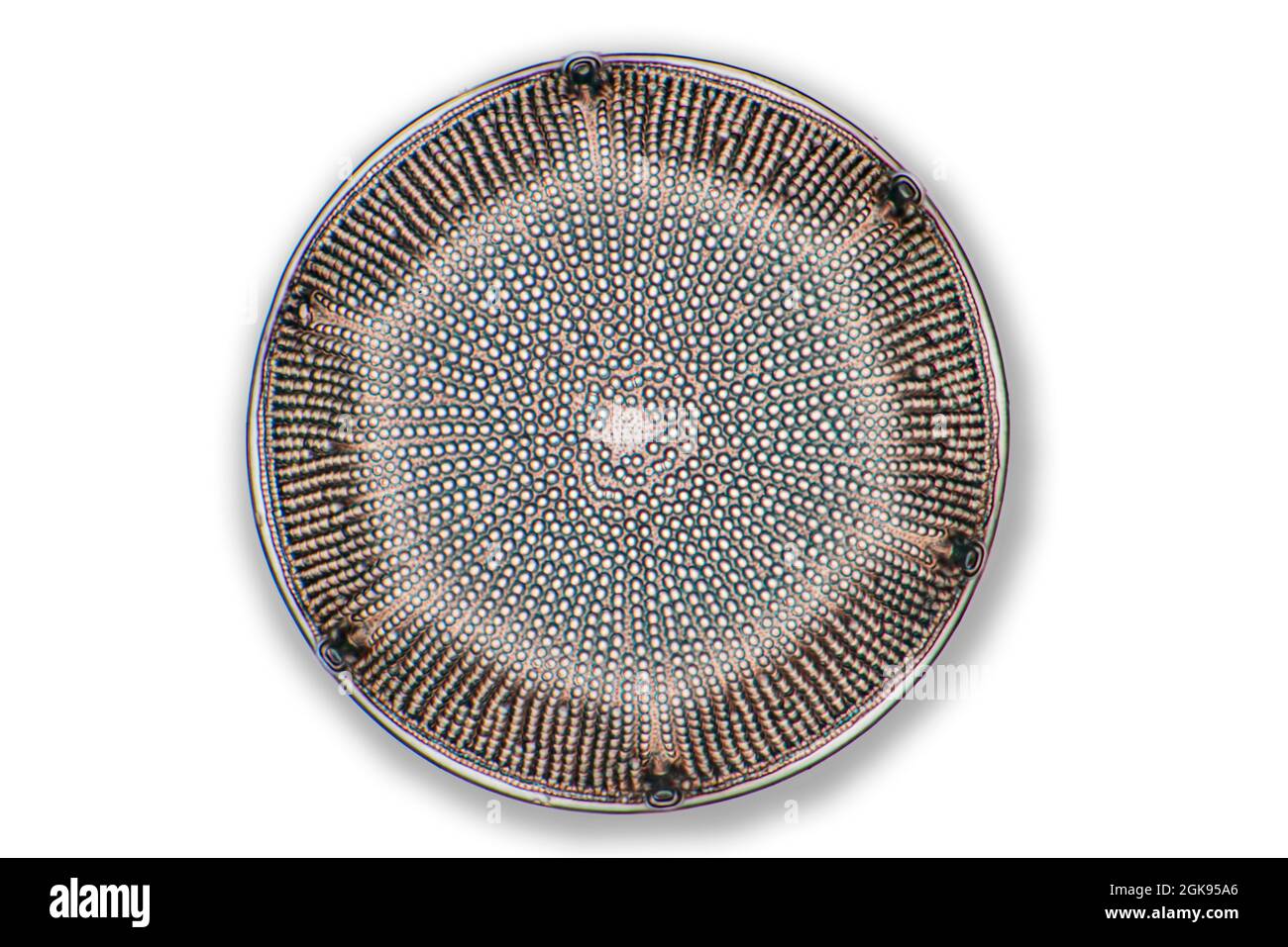 diatom (Diatomeae), Diatoms from Dunkirk, light microscopy, magnification x 140 related to a print of 35 mm width, France Stock Photo